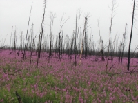 Burned forest with fireweed